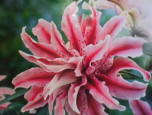 Лилиум кичест (Lilium distant drum)