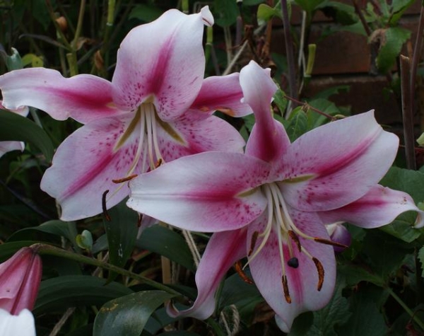 Лилиум (Lilium Anastasia)