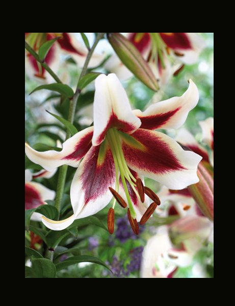 Лилиум (Lilium Beverlys Dream)