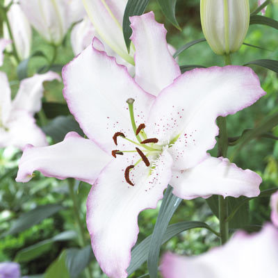 Лилиум (Lilium Brasilia)