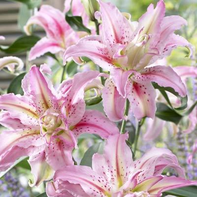 Лилиум (Lilium Broken Heart)
