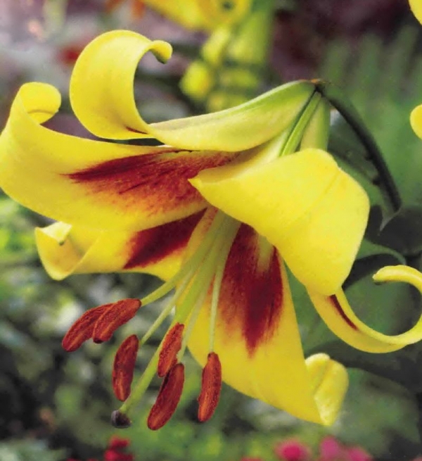 Лилиум (Lilium Golden Swanson)