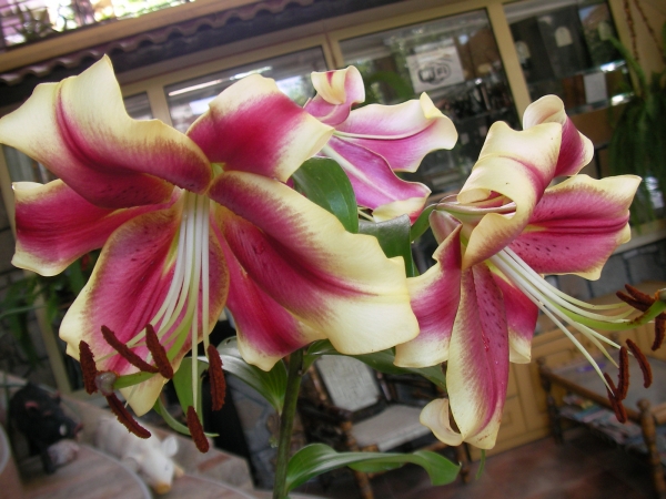 Лилиум (Lilium Robert Swanson)