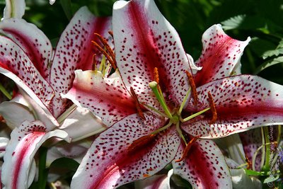 Лилиум (Lilium Tiger woods)