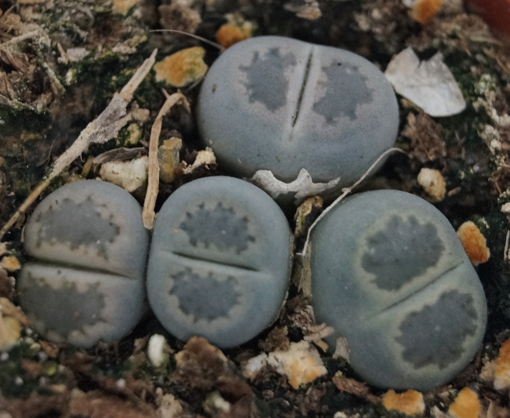Литопс, живи камъчета (Lithops) Литопс, живи камъчета (Lithops)