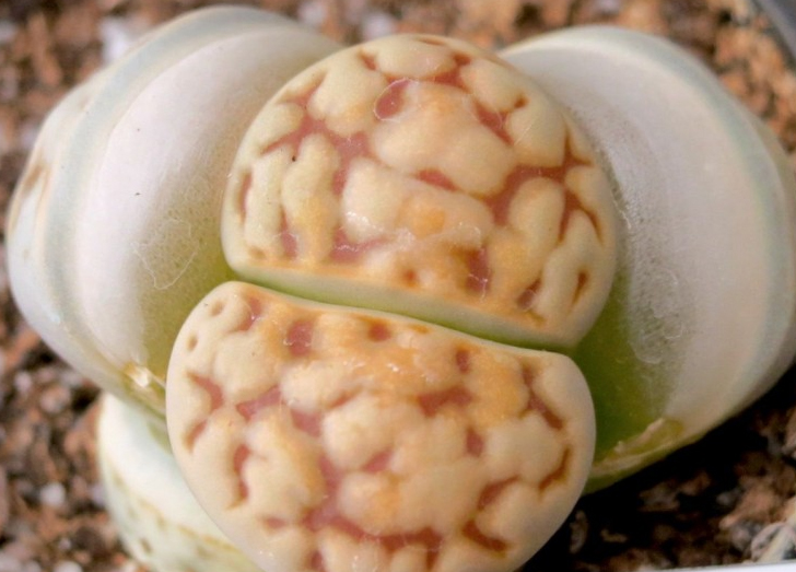 Литопс, живи камъчета (Lithops schwantesii ssp. schwantesii C146) Литопс, живи камъчета (Lithops schwantesii ssp. schwantesii C146)
