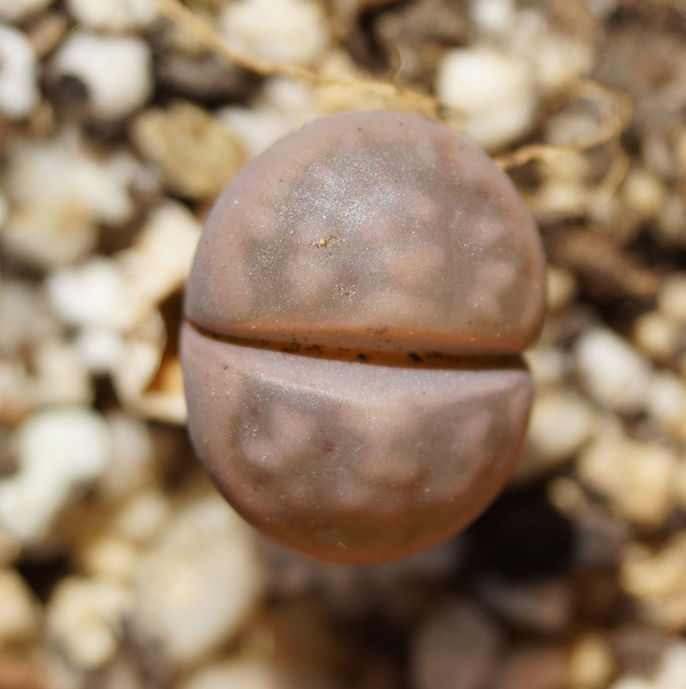 Литопс (Lithops) Литопс (Lithops)