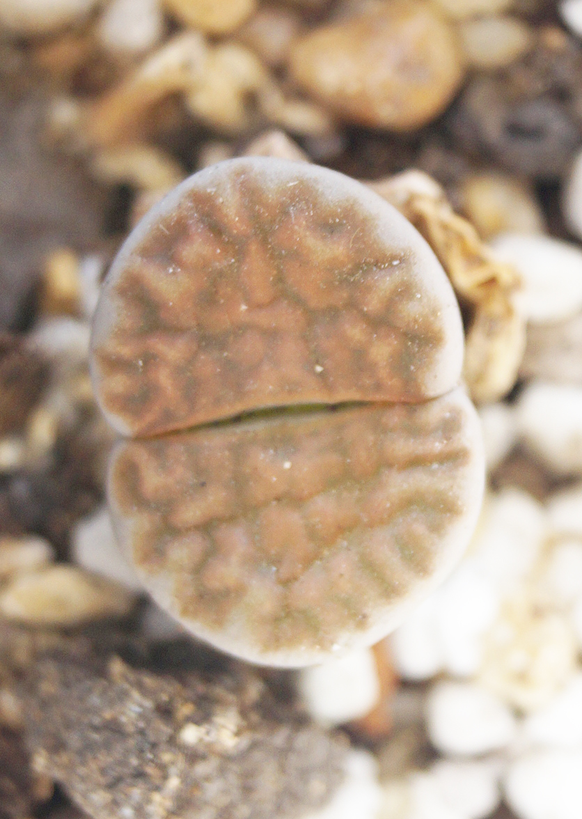 Литопс (Lithops) Литопс (Lithops)