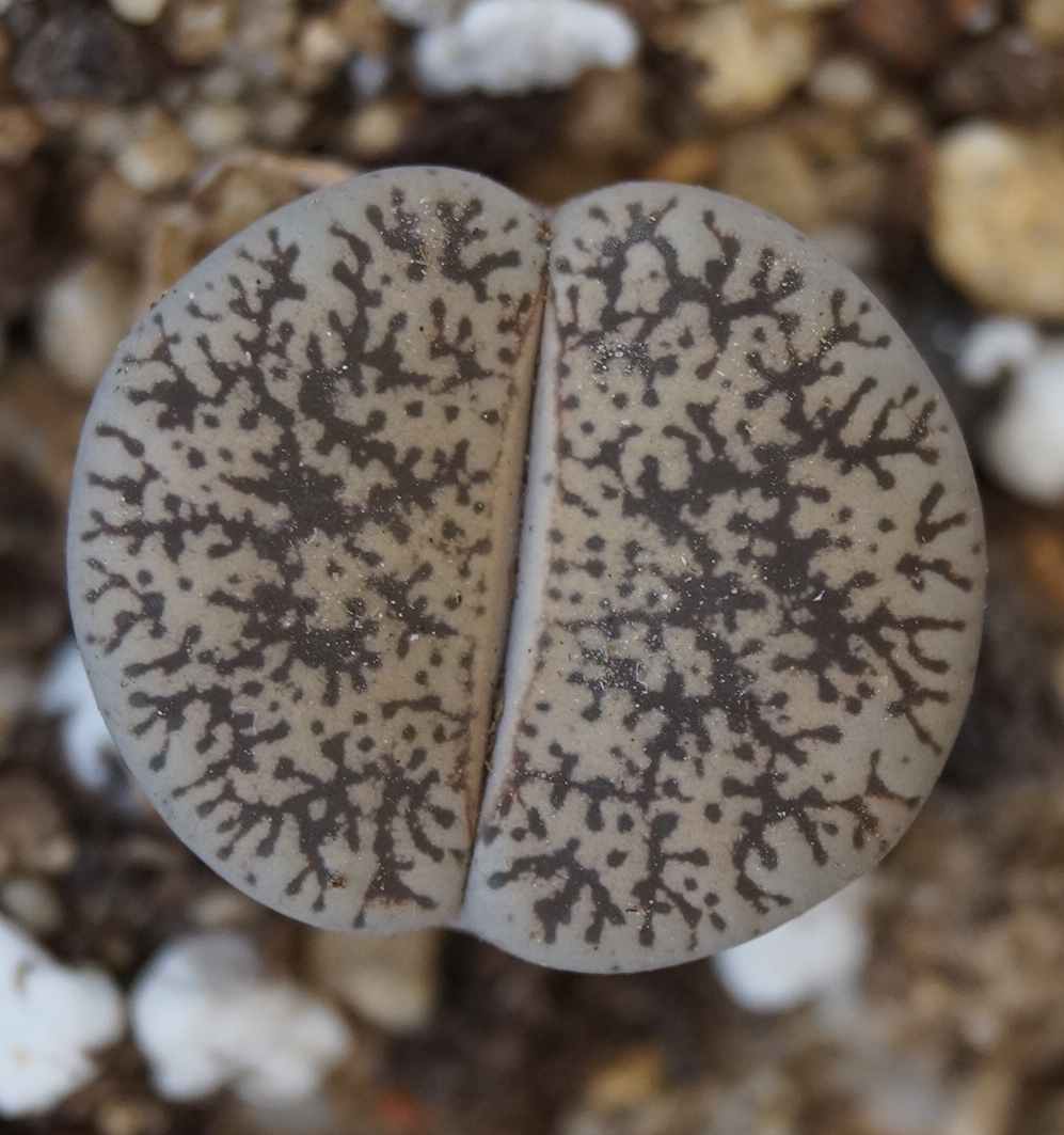 Литопс (Lithops) Литопс (Lithops)