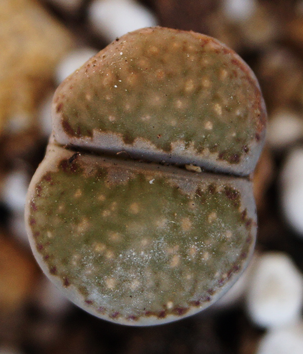 Литопс (Lithops) Литопс (Lithops)