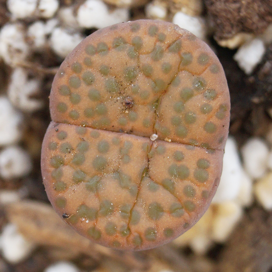 Литопс (Lithops) Литопс (Lithops)