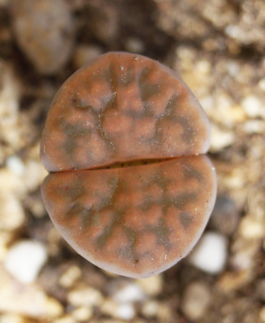 Литопс (Lithops) Литопс (Lithops)