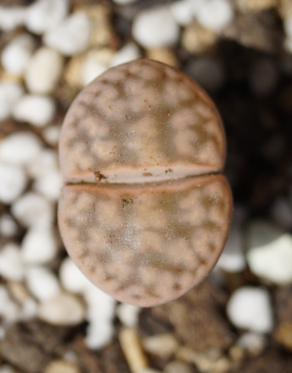 Литопс (Lithops) Литопс (Lithops)