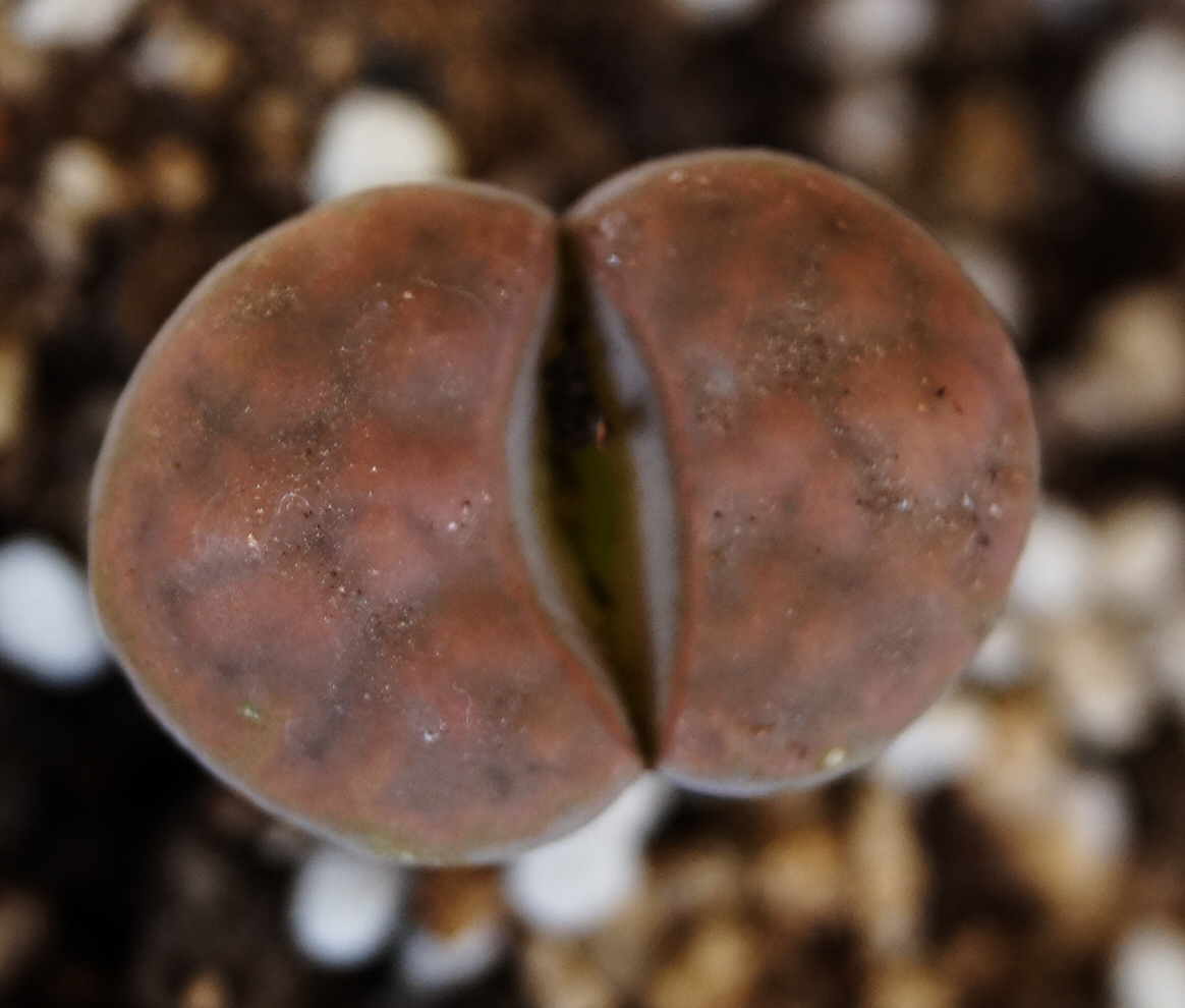 Литопс (Lithops) Литопс (Lithops)