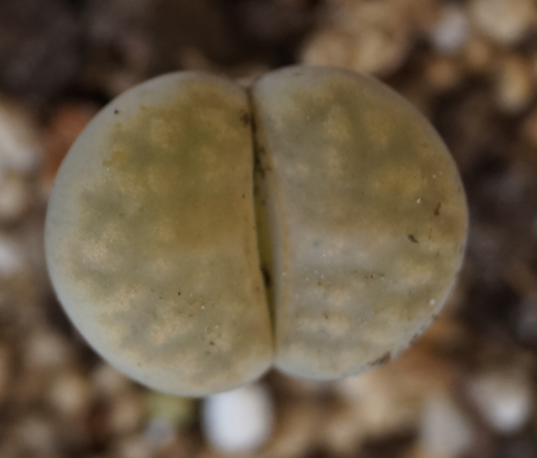 Литопс (Lithops) Литопс (Lithops)