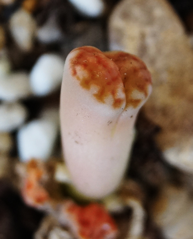 Литопс (Lithops) Литопс (Lithops)