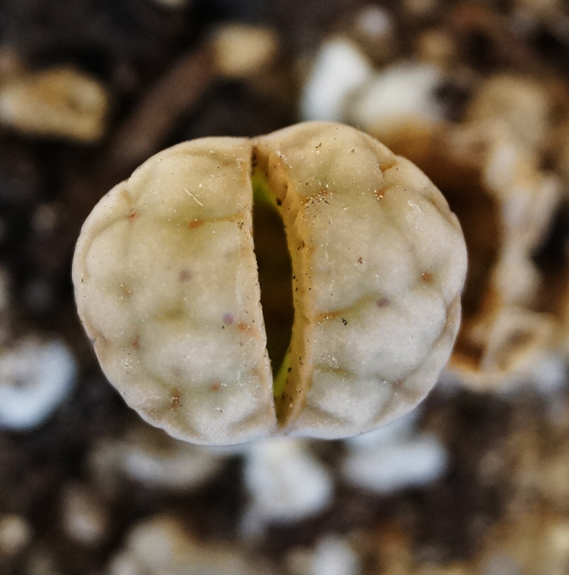 Литопс (Lithops) Литопс (Lithops)