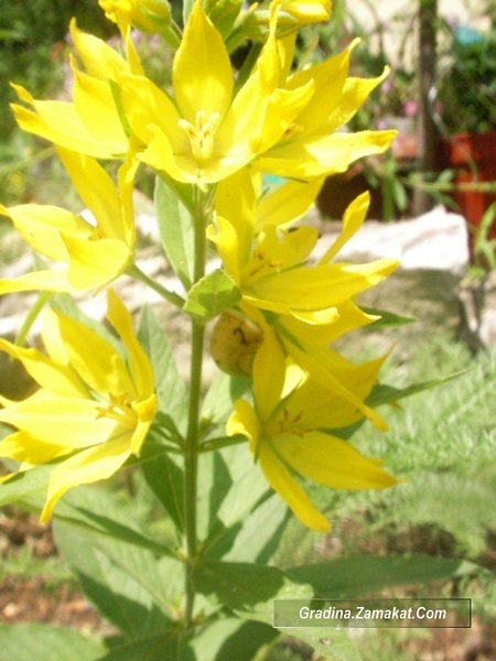 Лизимахия (Lysimachia vulgaris - yellow)