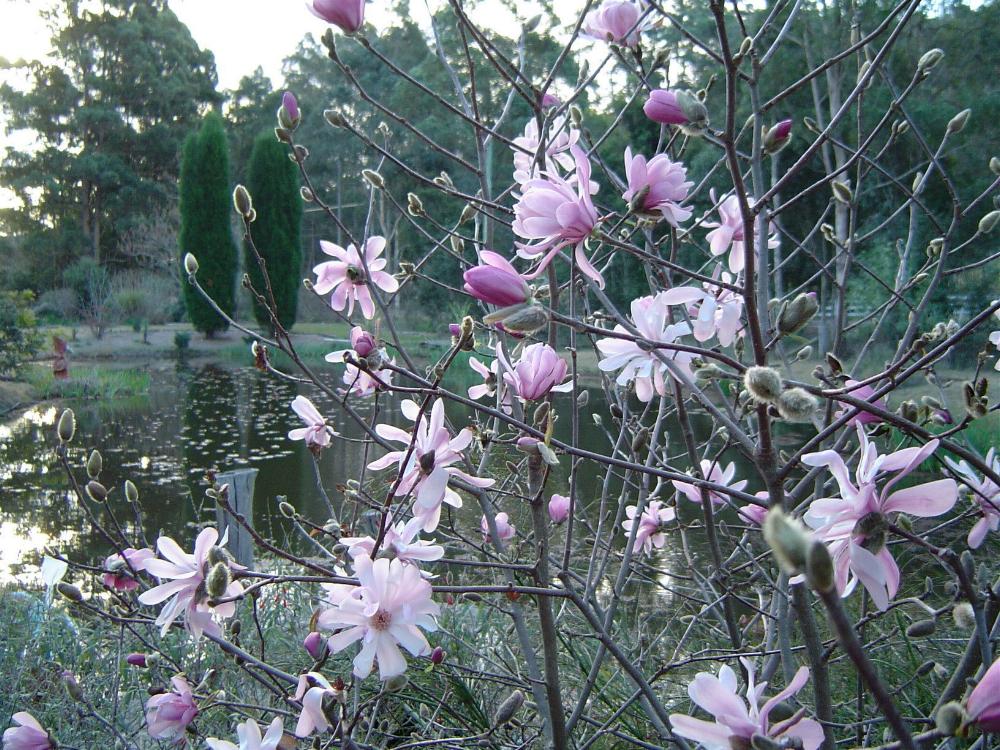 Магнолия Стелата Розея (Magnolia stellata Rosea Leonard Messel)