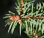 Ситков смърч (Picea sitchensis)