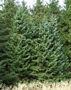Ситков смърч (Picea sitchensis)