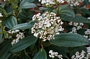 Вибурнум  (Viburnum davidii )