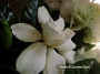 Гардения, мафиотското цвете, малка (Gardenia jasminoides)