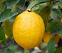 Лимон (Citrus Limon Kitrolemon)