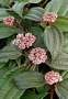 Вибурнум  (Viburnum davidii )