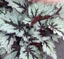 Бегония рекс (Begonia rex)