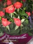 Мини рози червен цвят (Mini roses)