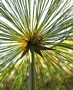 Египетски папирус (Cyperus Papyrus)