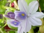 Воден зюмбюл (Eichornia crassipes)