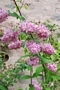 Дойция (Deutzia gracilis Rosea)