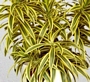 Драцена Песента на Индия (Dracaena reflexa)