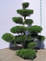 Бял бор (Pinus contorta)
