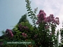 Лагерстремия, Индийски люляк, лилаво-розова (Lagerstroemia indica)