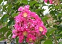 Лагерстремия, Индийски люляк, лилаво-розова (Lagerstroemia indica)