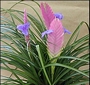 Тиландсия (Tillandsia)