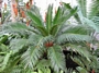 Цикас (Cycas)