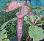 Аризема (Arisaema nepenthoides)