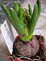 Оранжев зюмбюл (Hyacinthus Gipsy Queen)