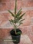 Смърч (Picea abies)