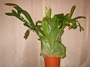 Платицериум, Еленови рога (Platycerium)