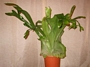 Платицериум, Еленови рога (Platycerium)