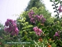 Лагерстремия, Индийски люляк, лилаво-розова (Lagerstroemia indica)