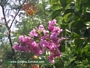 Лагерстремия, Индийски люляк, лилаво-розова (Lagerstroemia indica)