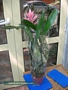 Ехмея (Aechmea)