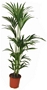 Палма Кенция (Kentia Palm)