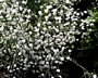 Гипсофила (Gypsophila Paniculata)